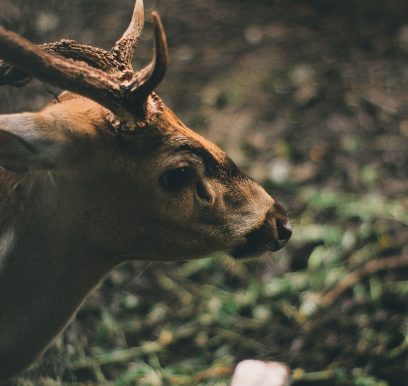 Deer In Forest